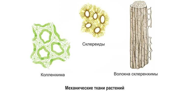Происхождение и история глоссатина