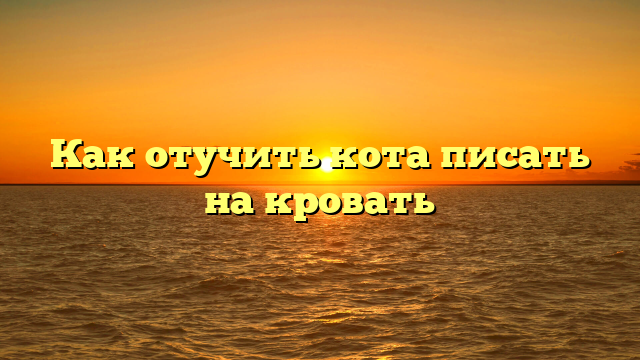 Как отучить кота писать на кровать